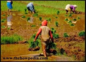 rythu bharosa yojana ap